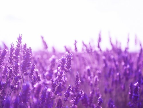 campo de lavanda al atardecer