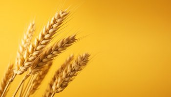 manojo de trigo sobre fondo amarillo